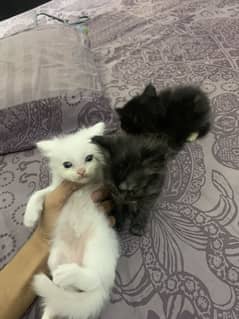 persian Cats | Persian Kittens | Triple Coated | Kittens For Sale