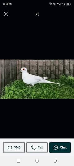 budgies