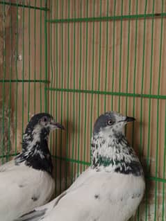 Pigeon
