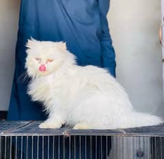 Persian  | Persian Cat | Punch Face Persian 0344/4278/121 WhatsApp
