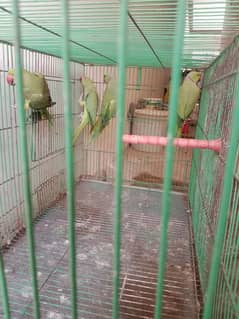 2 breeding pairs of parrots