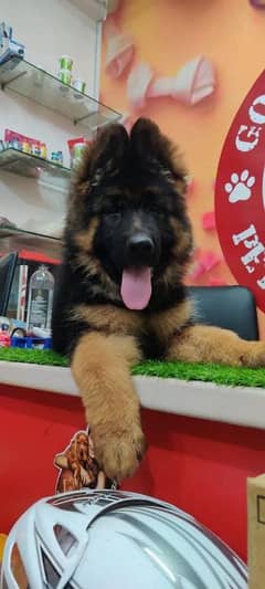 VERY HIGH QUALITY BLACK & TAN GERMAN SHEHPERD PUPPY FOR SALE