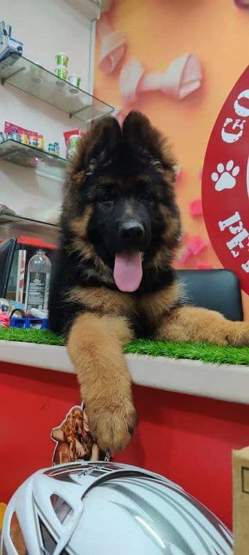 VERY HIGH QUALITY BLACK & TAN GERMAN SHEHPERD PUPPY FOR SALE 0