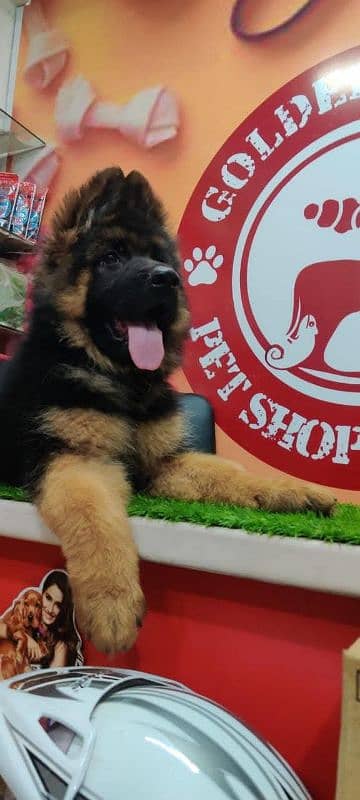 VERY HIGH QUALITY BLACK & TAN GERMAN SHEHPERD PUPPY FOR SALE 1