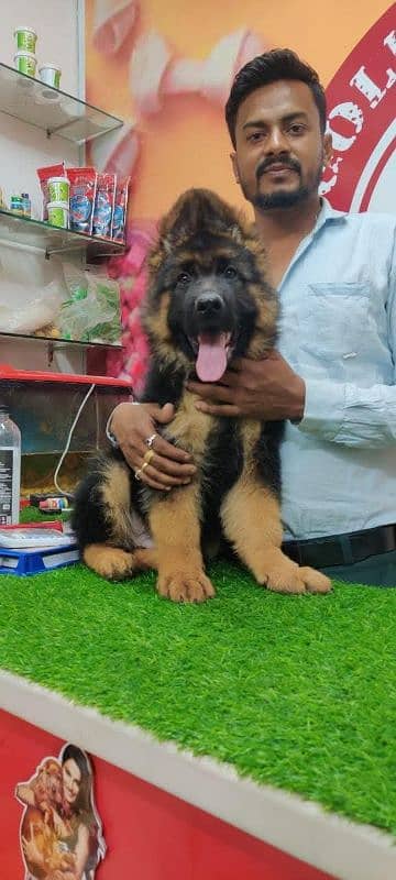 VERY HIGH QUALITY BLACK & TAN GERMAN SHEHPERD PUPPY FOR SALE 2