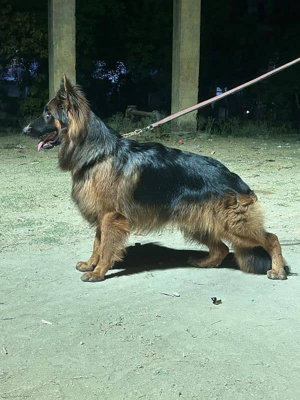 VERY HIGH QUALITY BLACK & TAN GERMAN SHEHPERD PUPPY FOR SALE 3