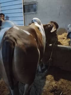 cows