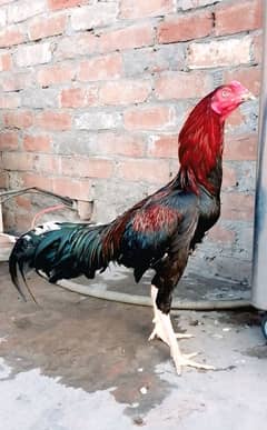 murga
