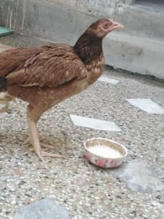 aseel Mianawali hen with 5 chicks