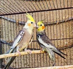 cockatiel