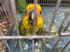 Sunconure