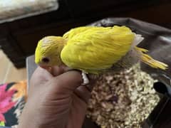 Yellow parrot chick