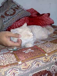Persian female cat