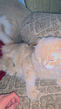 Persian male