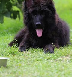 Black German Shepherd Pedigree Long coat Female 3.5 months