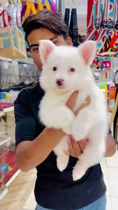 100% Samoyed Russian pink nose puppy zero size imported blood line