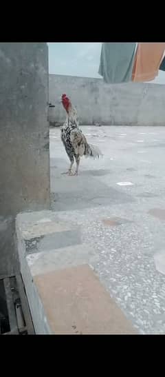 Aseel murga for sale 5000