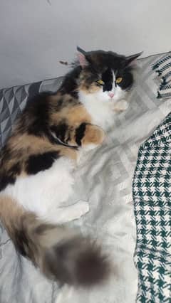 Maine Coon-Persian Female Cat with Grooming Kit, Litter Box & Food