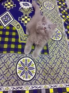 Kittens | Persian Cat | Persian Kittens | Triple Coated Kittens