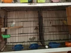 parrot pinjara