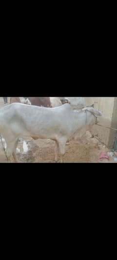 qurbani