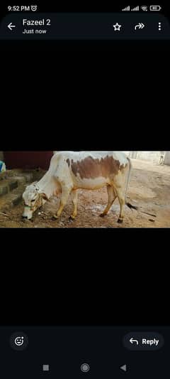qurbani