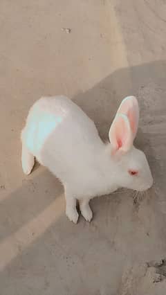 Rabbits