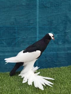 Rewerswing Magpie Pouter