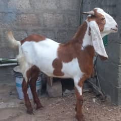 khoobsurat 2 dant bakery qurbani k liye
