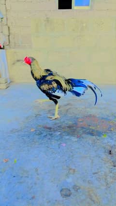aseel pair for sale