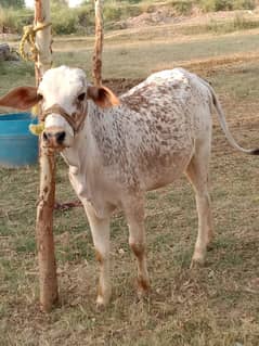 چولستانی