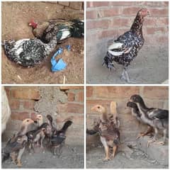 Pure pakistani Aseel chicks