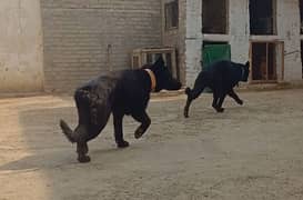 Belgian Shepherd Pair