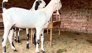 Rajanpuri bakra 2 Dant heavyweight