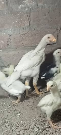 king size/ shamo chicks/high top quality/white shamo/pure aseel chicks