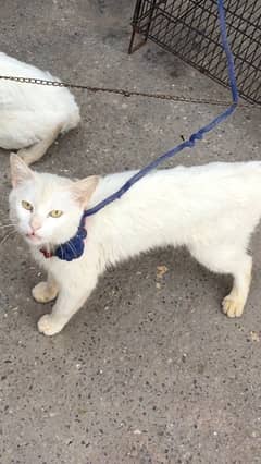 many cats sale krni h o exchange b kr skty hy kisi na kisi chez k sath