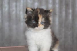 healthy and Active kitten AGE. 50 days male and female