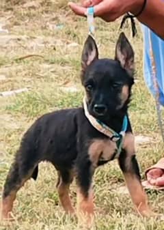 king Shepherd male available for sale