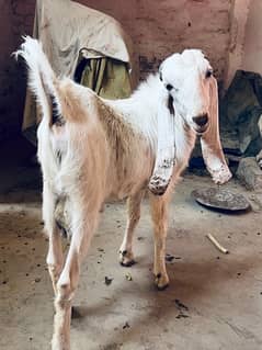 gulabi