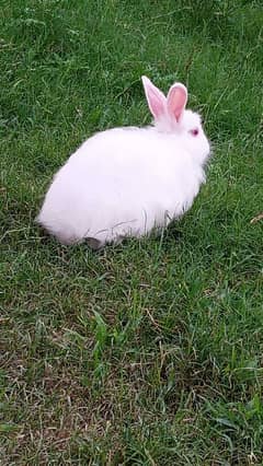 angora rabbit