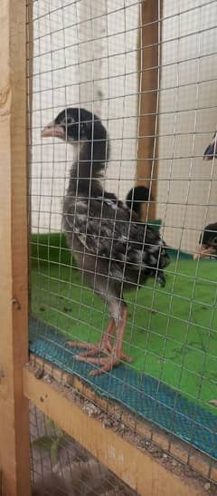 shamo