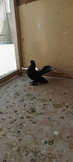 pigeon