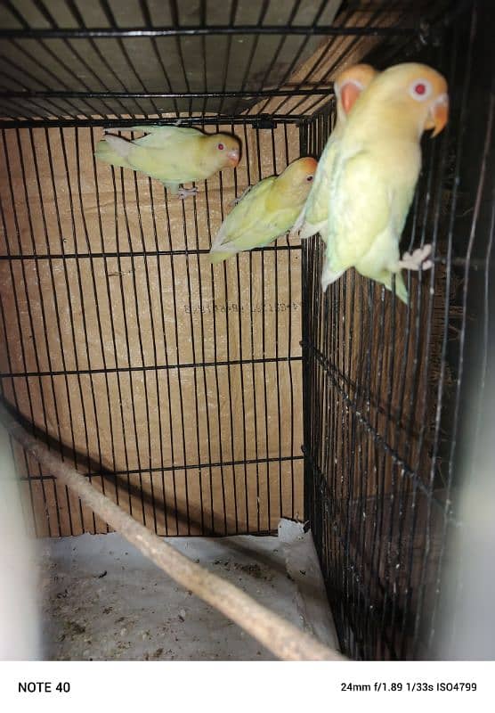albino red eye and creamino 2