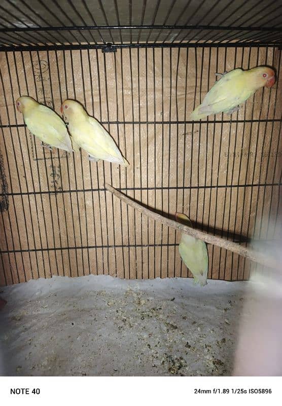 albino red eye and creamino 3