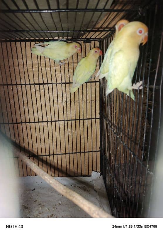 albino red eye and creamino 5