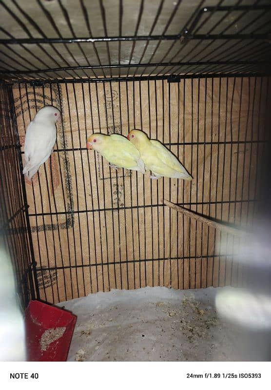 albino red eye and creamino 6