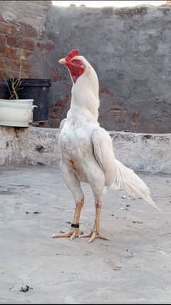 Heera