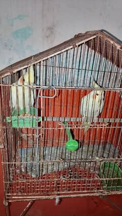 cream cocktail pair