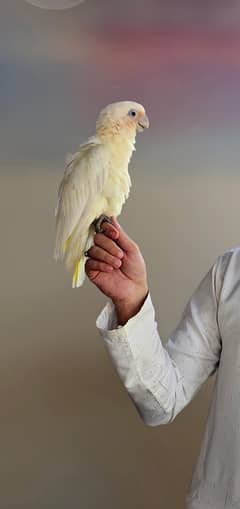 Cocktoo or Mutation Ringnecks