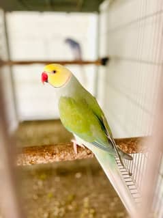 Mutation Ringnecks
